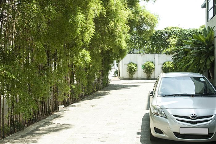 A wall of tall bamboo screening the driveway at Colombo Court from the road.