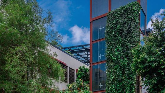 The street front of Colombo Court, a wall of climbing plants against red-framed glass, bamboo and trees around it.