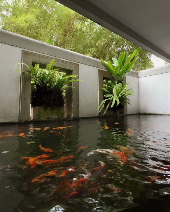 Koi in a still pond at Colombo Court, ferns growing in niches in the wall behind and bamboo above.